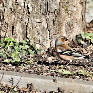 Eurasian Chaffinch