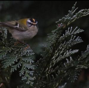 Firecrest