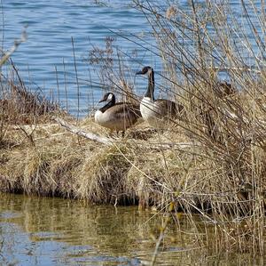 Canada Goose