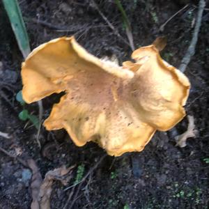 Chanterelle, Common