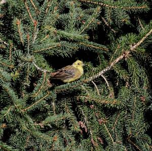 Yellowhammer