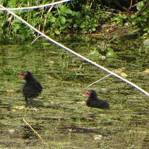 Common Moorhen