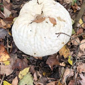 Giant Puffball