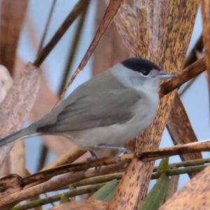 Blackcap