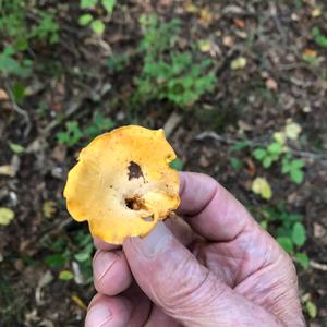 Chanterelle, Common