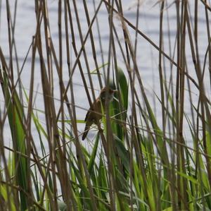 Eurasian Reed-warbler