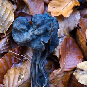 Fluted Black Helvella