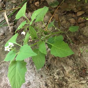 Black Nightshade