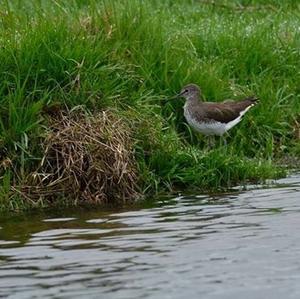 Green Sandpiper