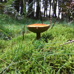 Bay Bolete