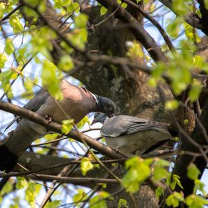 Common Wood-pigeon