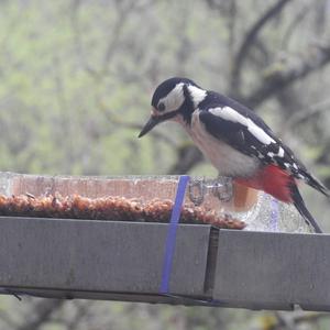 Lesser Spotted Woodpecker