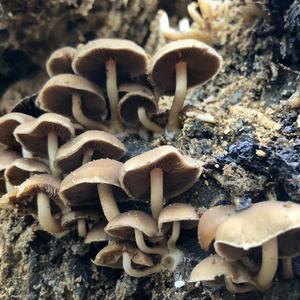 Smoky-gilled Hypholoma