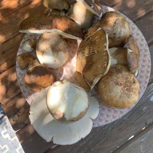 Summer Bolete