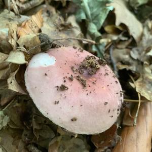 Bare-toothed Russula