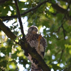 Common Kestrel