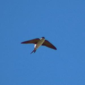 Northern House-martin