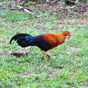 Sri Lanka Junglefowl