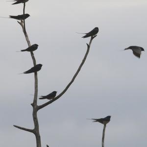 Barn Swallow