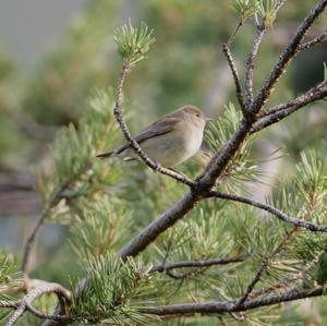 European Pied Flycatcher