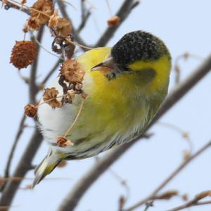 Eurasian Siskin