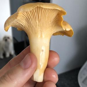 Chanterelle, Common