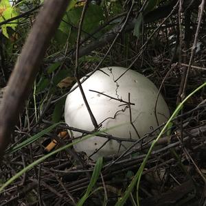 Giant Puffball