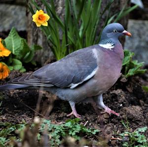 Common Wood-pigeon