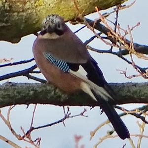 Eurasian Jay