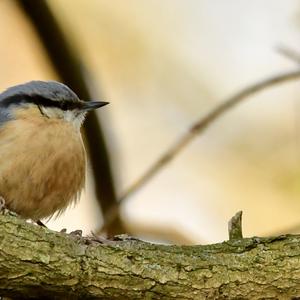 Wood Nuthatch