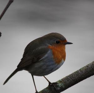 European Robin