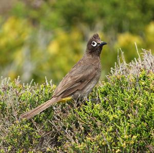 Cape Bulbul