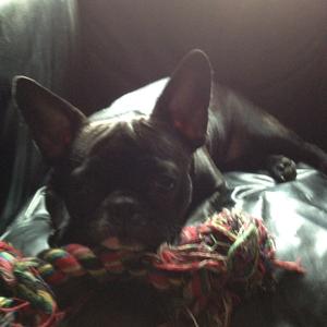 French Bulldog