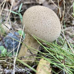 Pestle-shaped Puffball