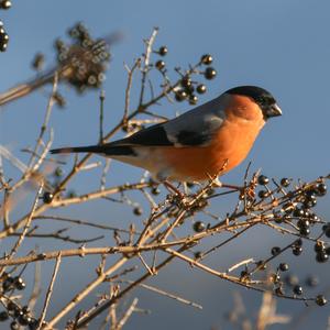 Eurasian Bullfinch