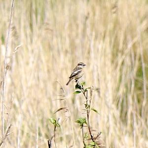 European stonechat