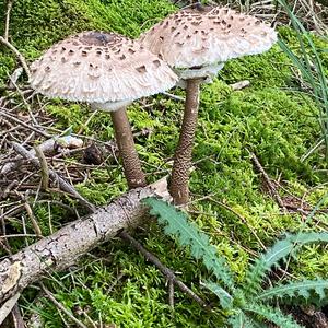 Parasol Mushroom