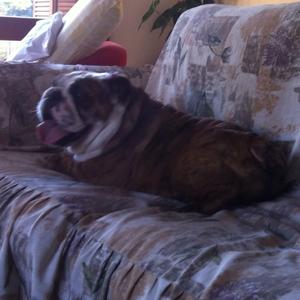 Englische Bulldogge