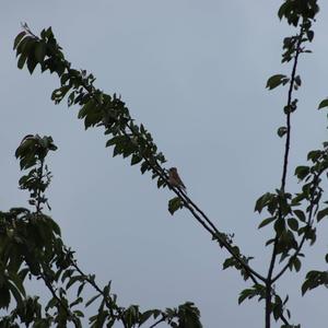 Eurasian Linnet