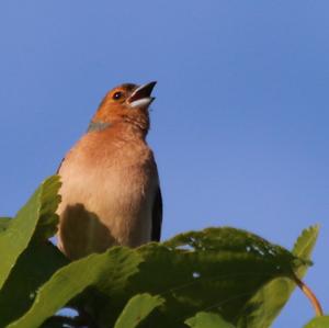 Eurasian Chaffinch