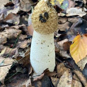 Stinkhorn, Common