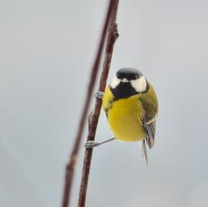 Great Tit