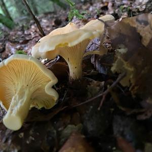 Chanterelle, Common