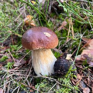 King Bolete