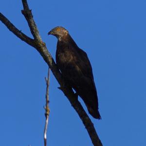 European Honey-buzzard