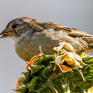 House Sparrow