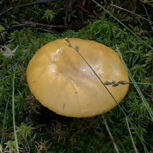 Yellow-ochre Russula