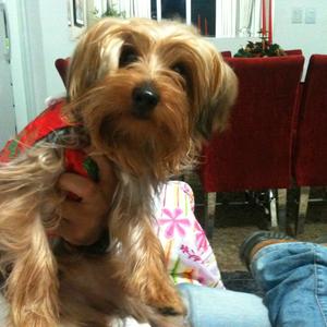 Yorkshire Terrier