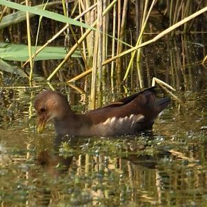 Common Moorhen