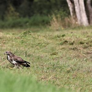 Mäusebussard